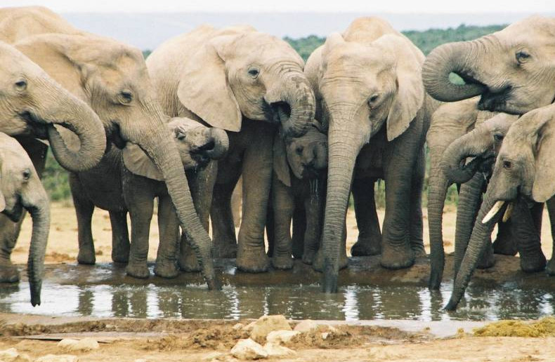 elephants-drinking-at-waterhole